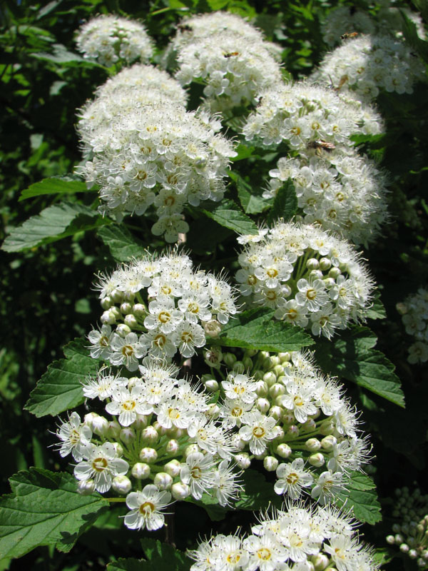 FireResistant Plants