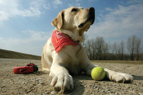 dog tennis ball golden retriever