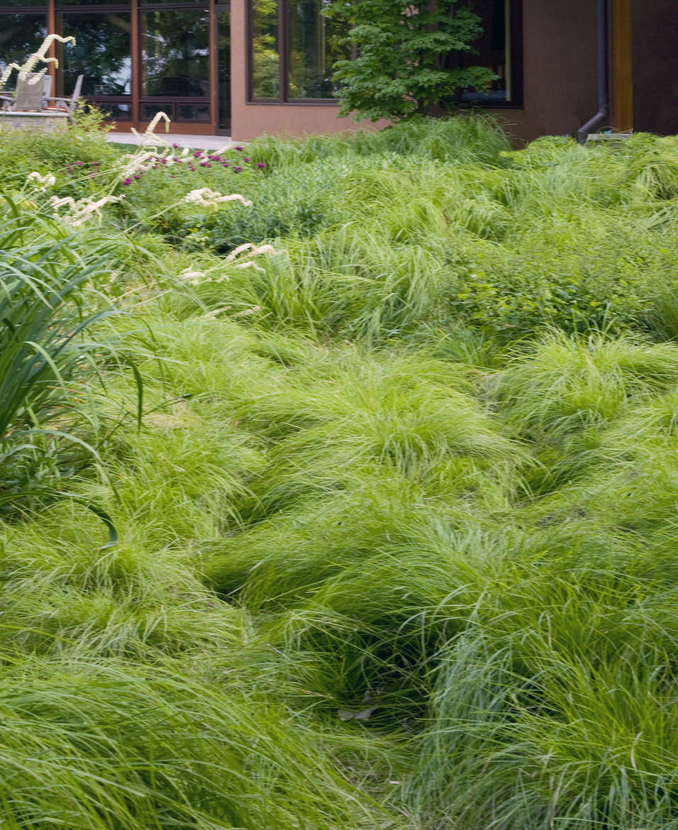 No Mow Native Ground Covers